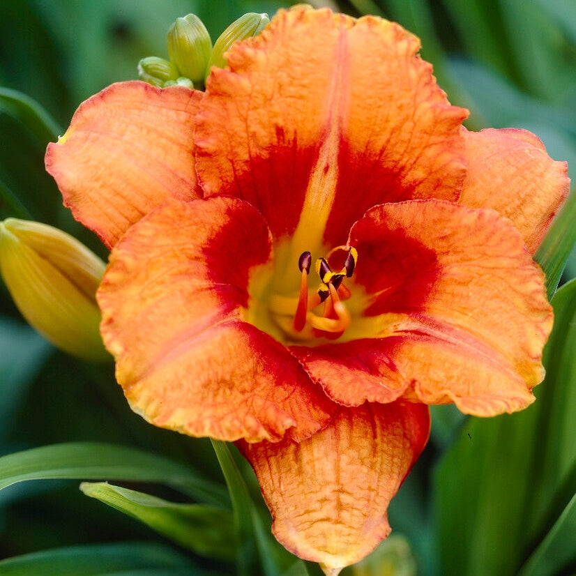 Daglilja-Hemerocallis Tigger 1-pack